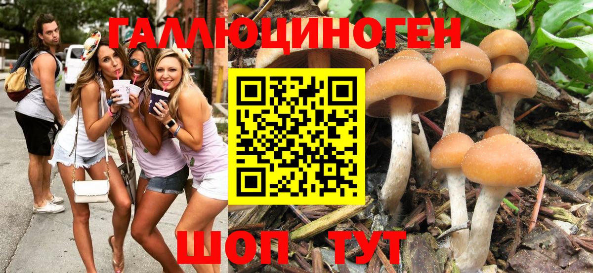 Галлюциногенные грибы Psilocybe Биробиджан